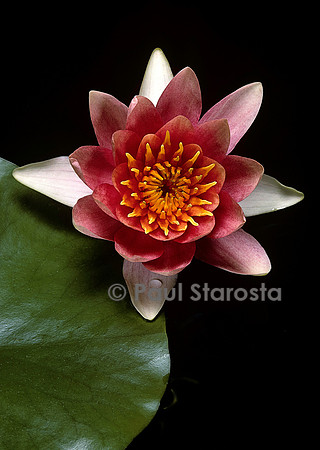 Nymphaea ‘J.C.N. Forestier’