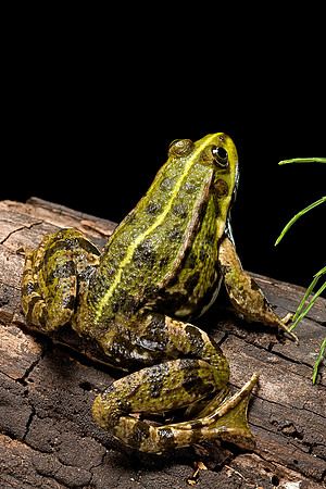 Pelophylax ridibundus (grenouille rieuse)