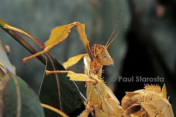 Extatosoma tiaratum (phasme) - portrait