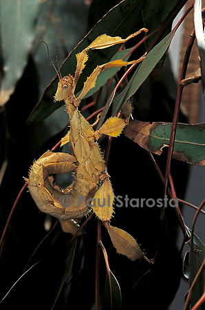 Extatosoma tiaratum (phasme)