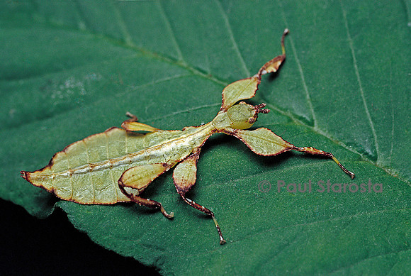 Phyllium giganteum (phyllie, phasme feuille) - larve