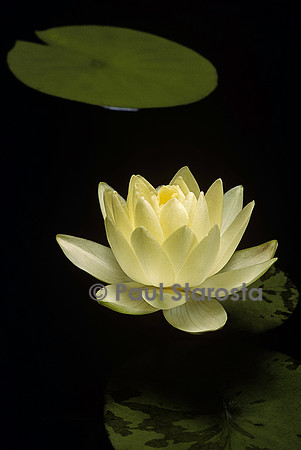 Nymphaea ‘Lemon Chiffon’
