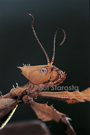 Extatosoma tiaratum (phasme) - portrait