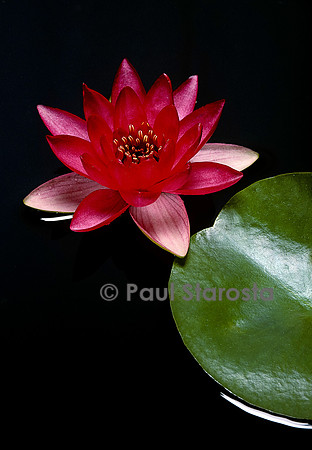 Nymphaea ‘Liou’