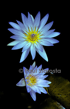 Nymphaea caerulea (lotus bleu)