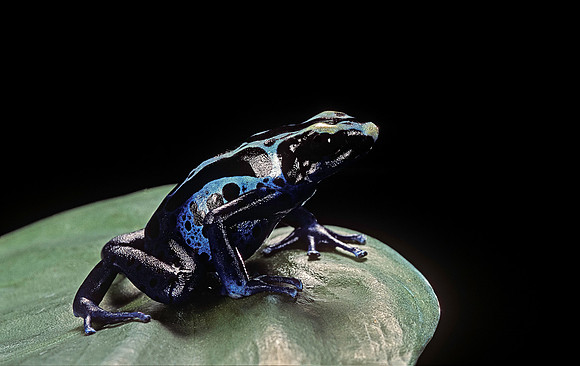 Dendrobates tinctorius f. agreja