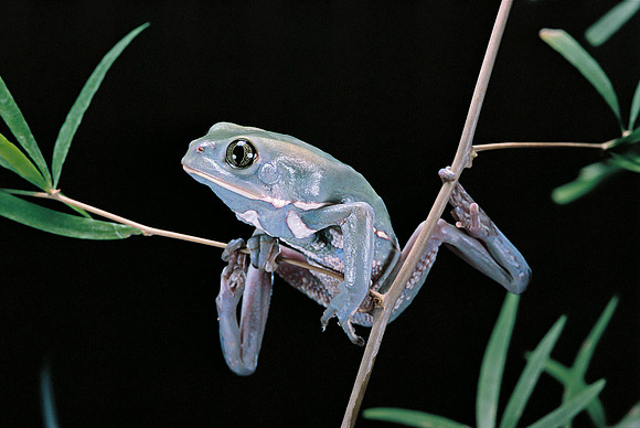 Phyllomedusa sauvagii
