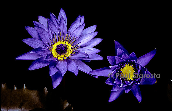 Nymphaea ‘August Koch’
