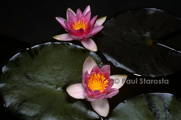 Nymphaea ‘Rose Laydekeri’