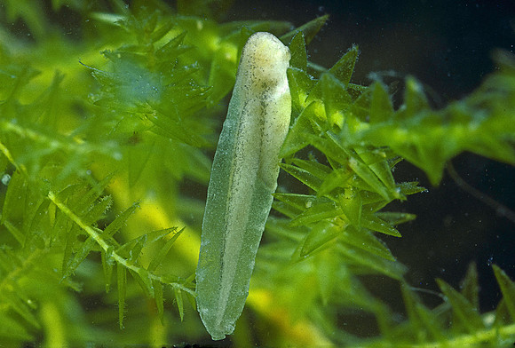 Hyla meridionalis (rainette) - têtard venant d'éclore