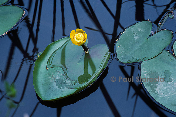 Nuphar lutea (nénuphar jaune)