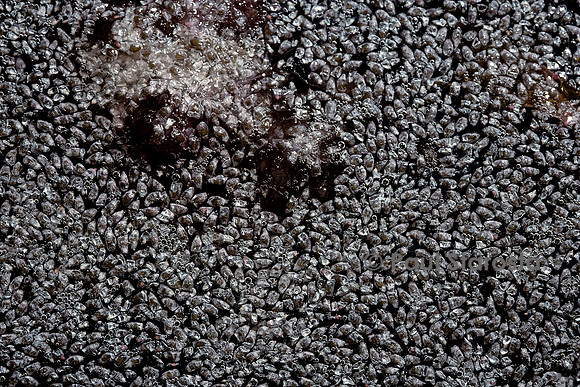 Graines de nymphea