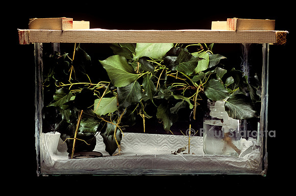 Terrarium avec phasmes