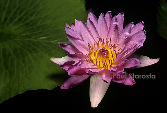 Nymphaea ‘Persian Lilac’