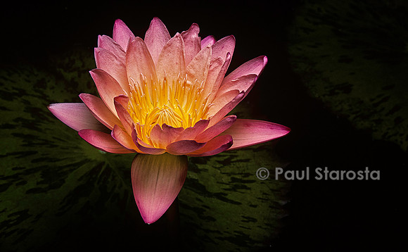 Nymphaea ‘Albert Greenberg’