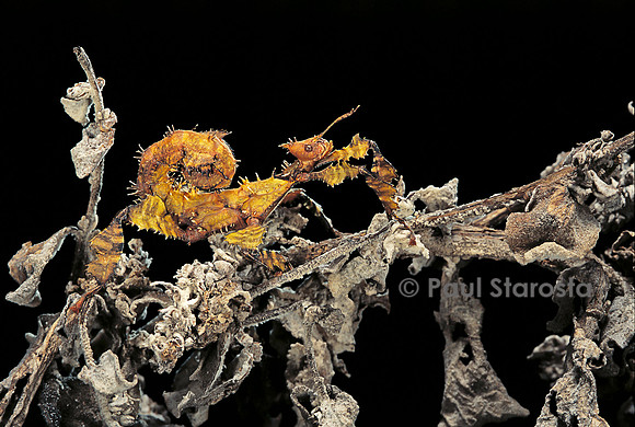 Extatosoma tiaratum (phasme) - larve