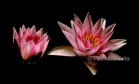 Nymphaea ‘Rosy Morn’