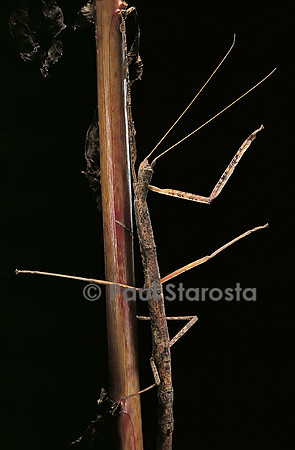 Carausius spinosus (phasme)