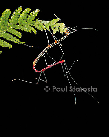 Oreophoetes peruana (phasme du Pérou) - accouplement