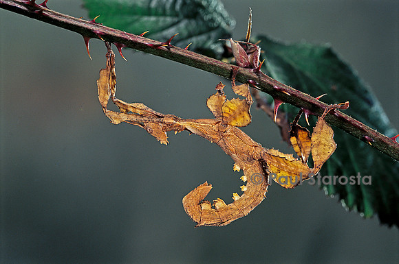 Extatosoma tiaratum (phasme) - larve