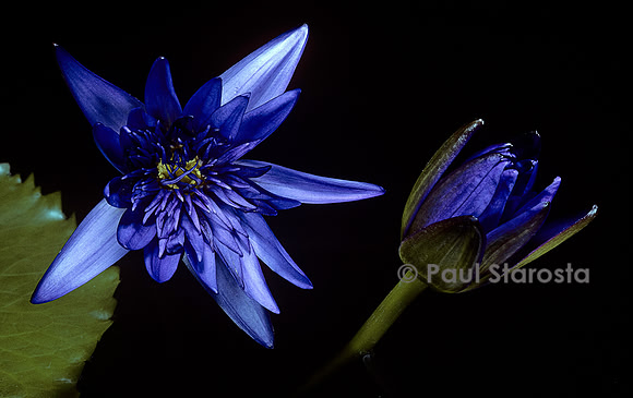 Nymphaea ‘Midnight’