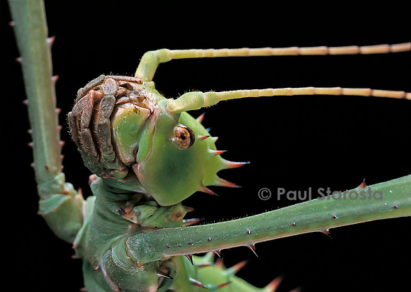 Heteropteryx dilatata (phasme) - portrait