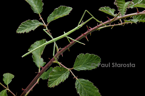 Clonopsis gallica (phasme gaulois)