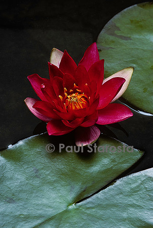 Nymphaea ‘Ellisiana’
