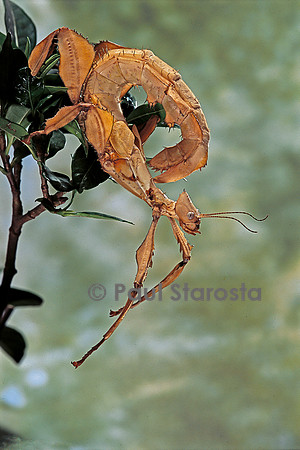 Extatosoma tiaratum (phasme)