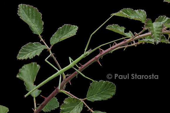 Clonopsis gallica (phasme gaulois)