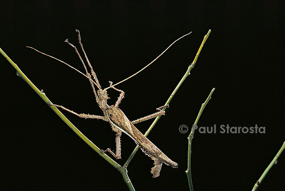 Heteropteryx dilatata (phasme) - mâle