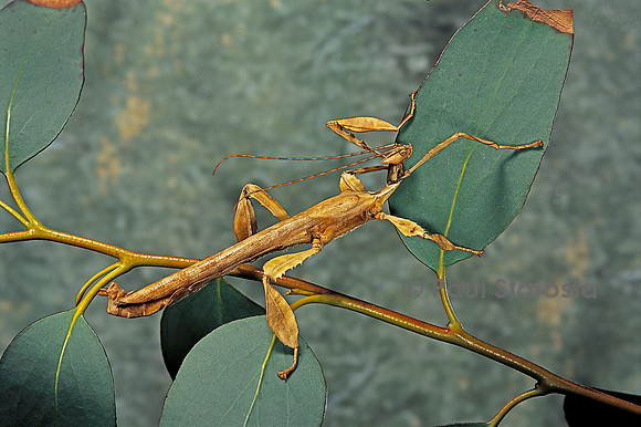 Extatosoma tiaratum (phasme) - mâle