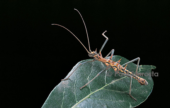 Epidares nolimetangere (phasme)