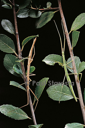 Leptynia hispanica (phasme espagnol)