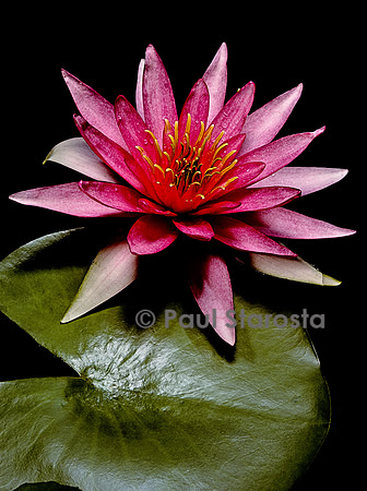 Nymphaea ‘Newton’