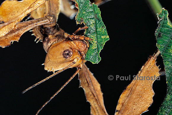 Extatosoma tiaratum (phasme) - mangeant