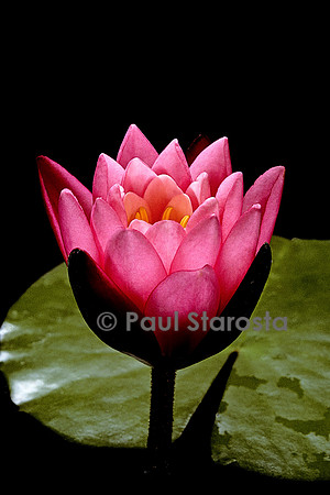 Nymphaea ‘Yuh-Ling’