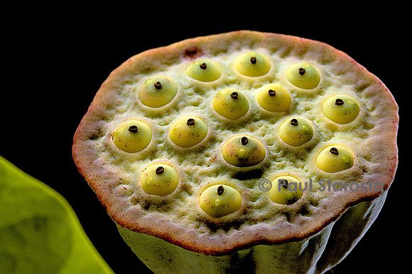 Nelumbo nucifera ‘Sharon’ - fruit
