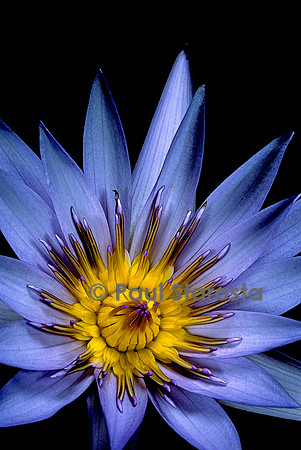 Nymphaea ‘Blue Star’