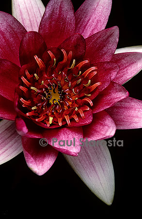 Nymphaea ‘Picciola’