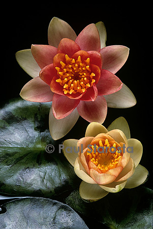 Nymphaea ‘Graziella’