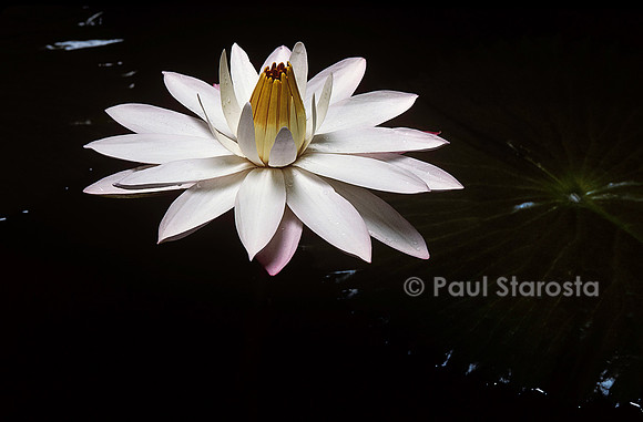 Nymphaea ‘Texas Shell Pink’
