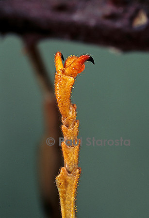 Extatosoma tiaratum (phasme) - extrémité de la patte