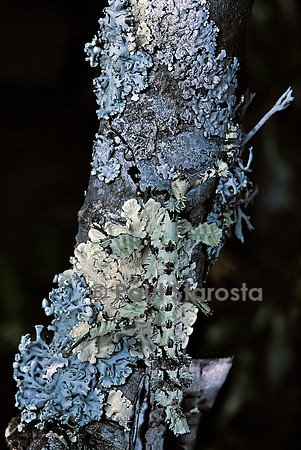 Extatosoma tiaratum (phasme) - forme particulière