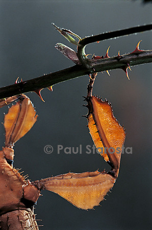 Extatosoma tiaratum (phasme) - patte