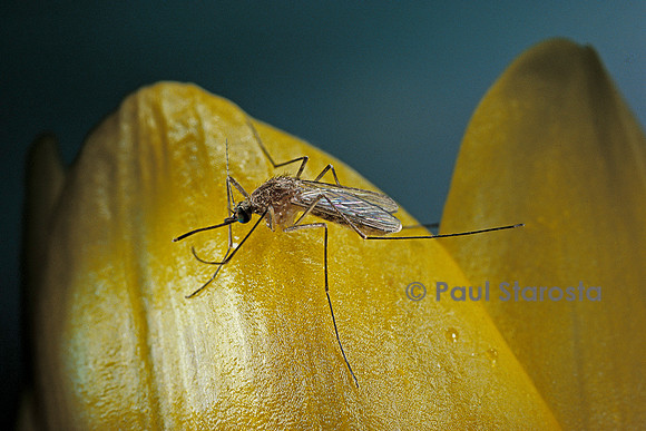 Culex pipiens (moustique) - sur une fleur