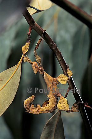 Extatosoma tiaratum (phasme) - larve