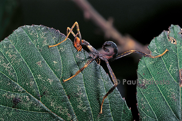 Extatosoma tiaratum (phasme) - très jeune larve