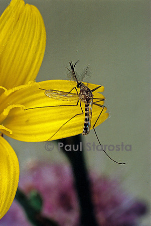 Culex pipiens (moustique) - sur une fleur