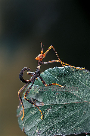 Extatosoma tiaratum (phasme) - très jeune larve